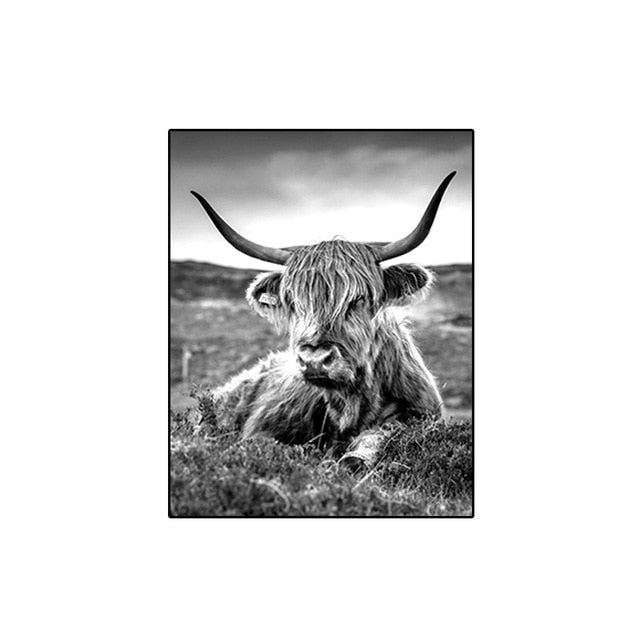 highland cow wall canvas