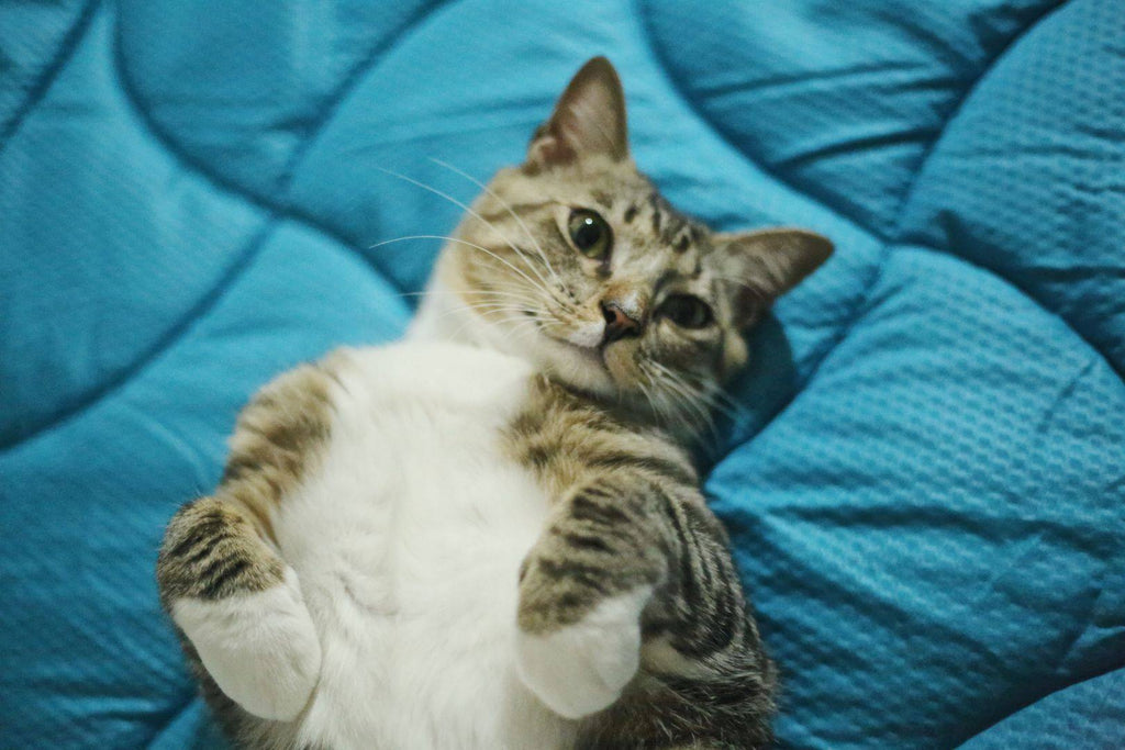 SleepZone,SleepBetter,Bedding,LetsDream,NewComfort,HomeImprovement,MattressPad,Cat,Cute,Blue,Comfort