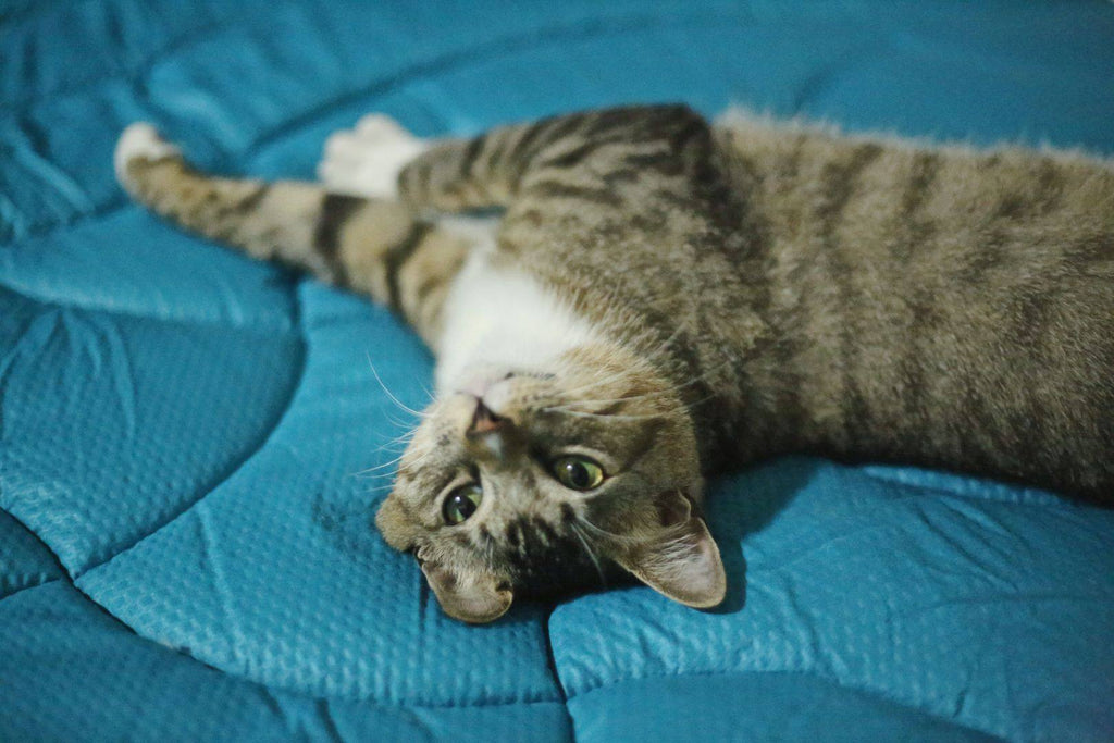 SleepZone,SleepBetter,Bedding,LetsDream,NewComfort,HomeImprovement,MattressPad,Cat,Cute,Blue,Comfort