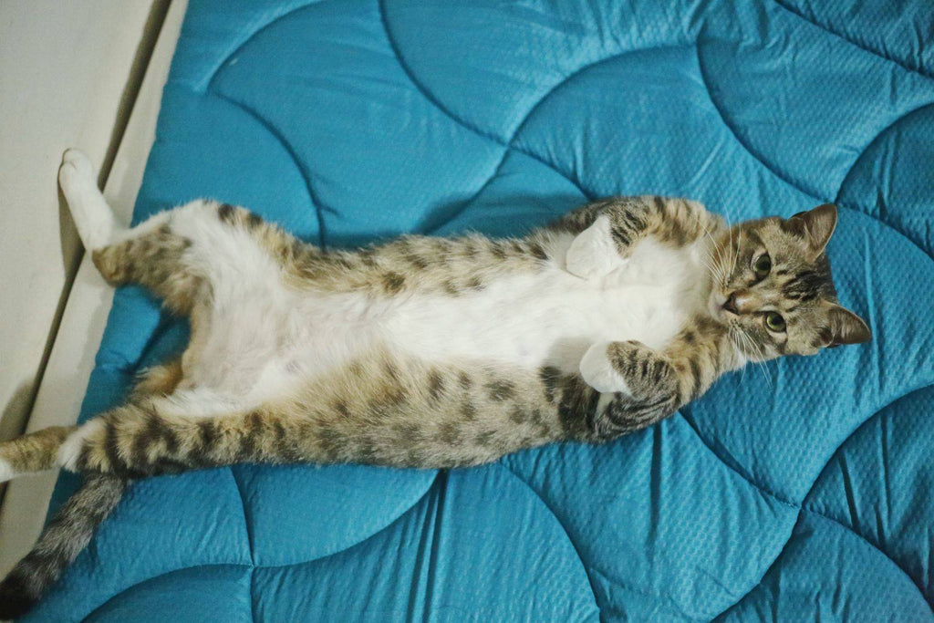 SleepZone,SleepBetter,Bedding,LetsDream,NewComfort,HomeImprovement,MattressPad,Cat,Cute,Blue,Comfort