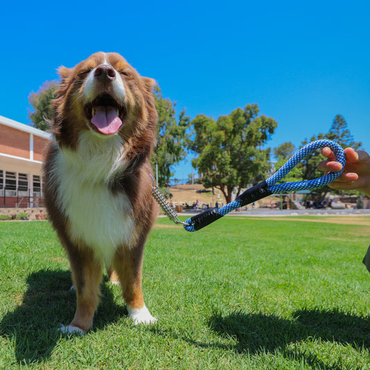 Carriage Hills Pet Resort: A Luxurious Getaway for Your Furry Friends