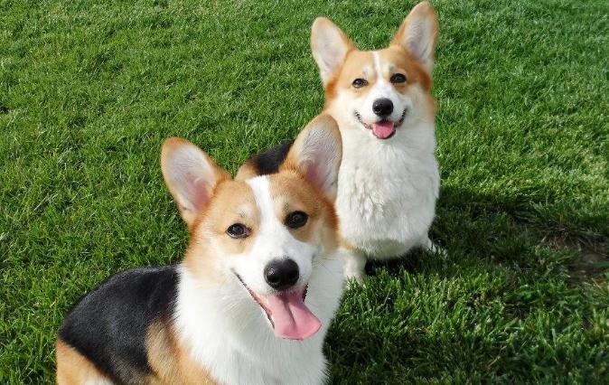 Pembroke Welsh Corgis