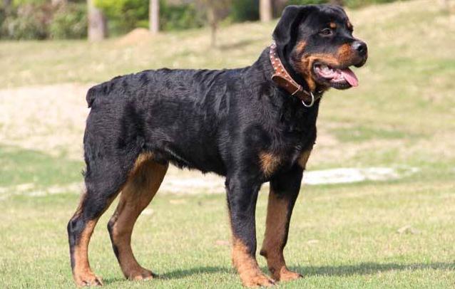 Rottweilers
