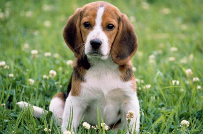 Beagles
