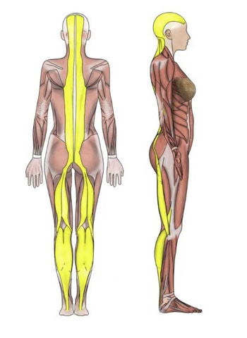 the back bracelet of the human body