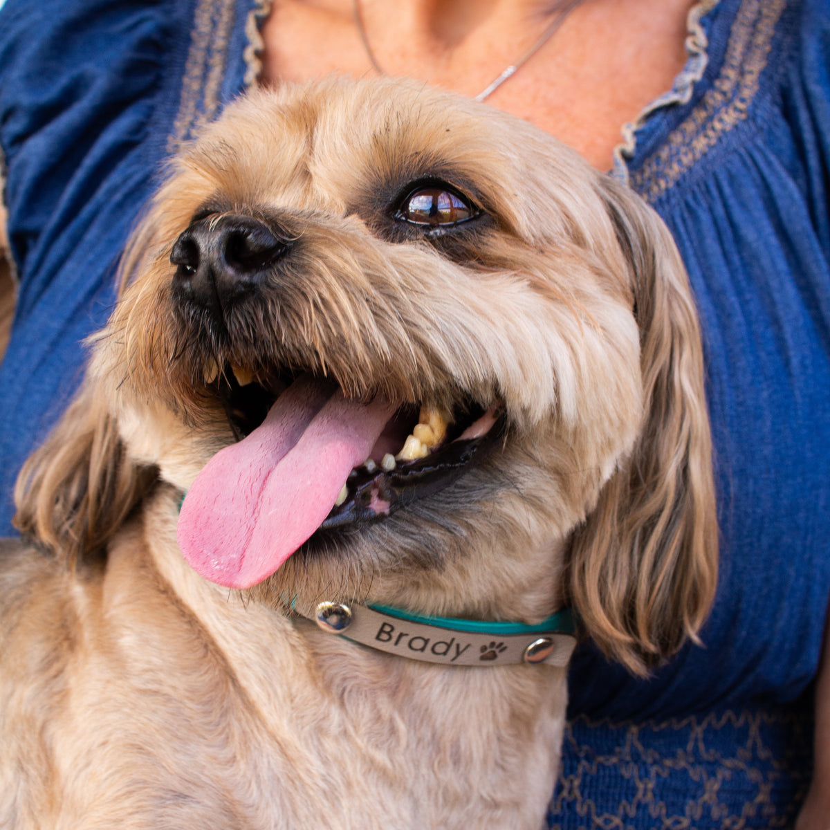  Discover the Joy of a Puppy Petting Farm: An Unforgettable Experience for Animal Lovers