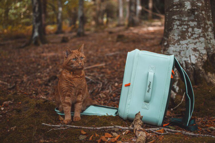 # Travel Bag Cat: The Purr-fect Companion for Your Adventures