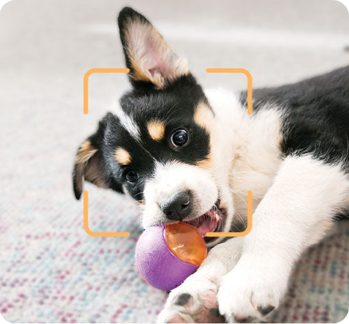 dokoo pet camera Alerts function
