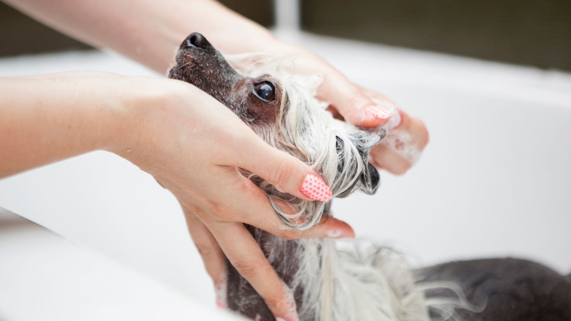 Ultimate Guide to Shark Rotator Pet Reviews: Unleashing the Power of Pet Hair Cleaning