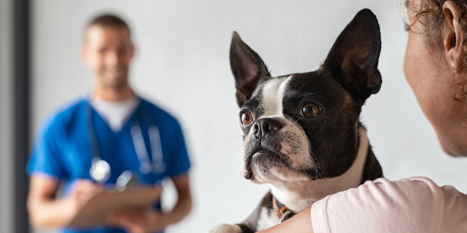  Comprehensive Guide to Family Pet Health in Murfreesboro: Ensuring Your Furry Friends Thrive