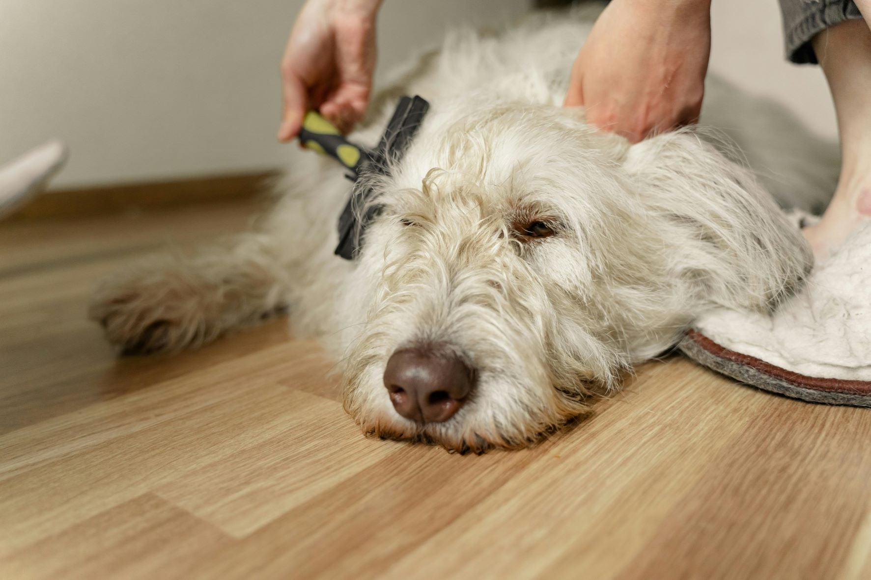  "The Ultimate Guide to Mobile Pet Grooming in Miami: Transform Your Pet's Grooming Experience"