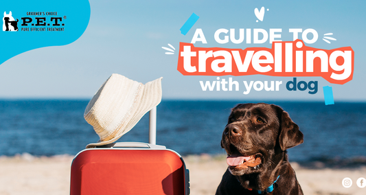 Discover the Ultimate Guide to United Airline Pet Travel: Tips and Tricks for Stress-Free Journeys