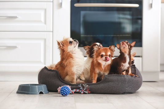  Discover the Best Pet Friendly Vacation Homes in Orlando for Your Next Family Getaway