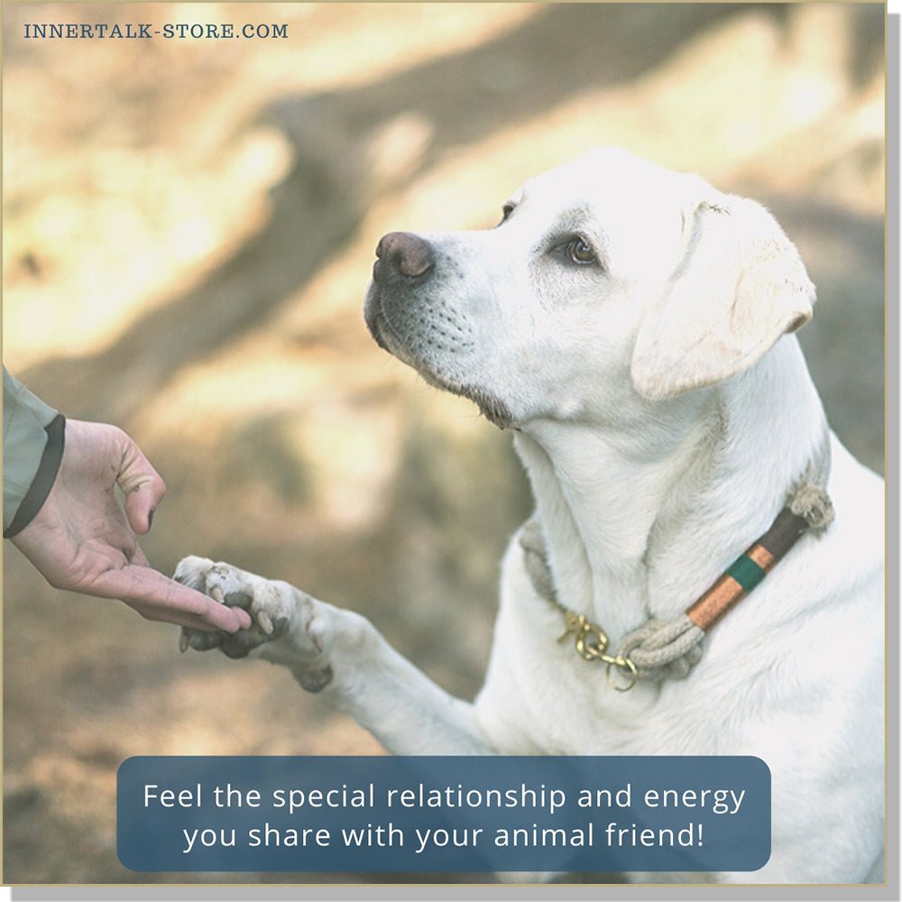 Is Emotional Pet Support Legit? - The Heartfelt Connection Between You and Your Companion Animals