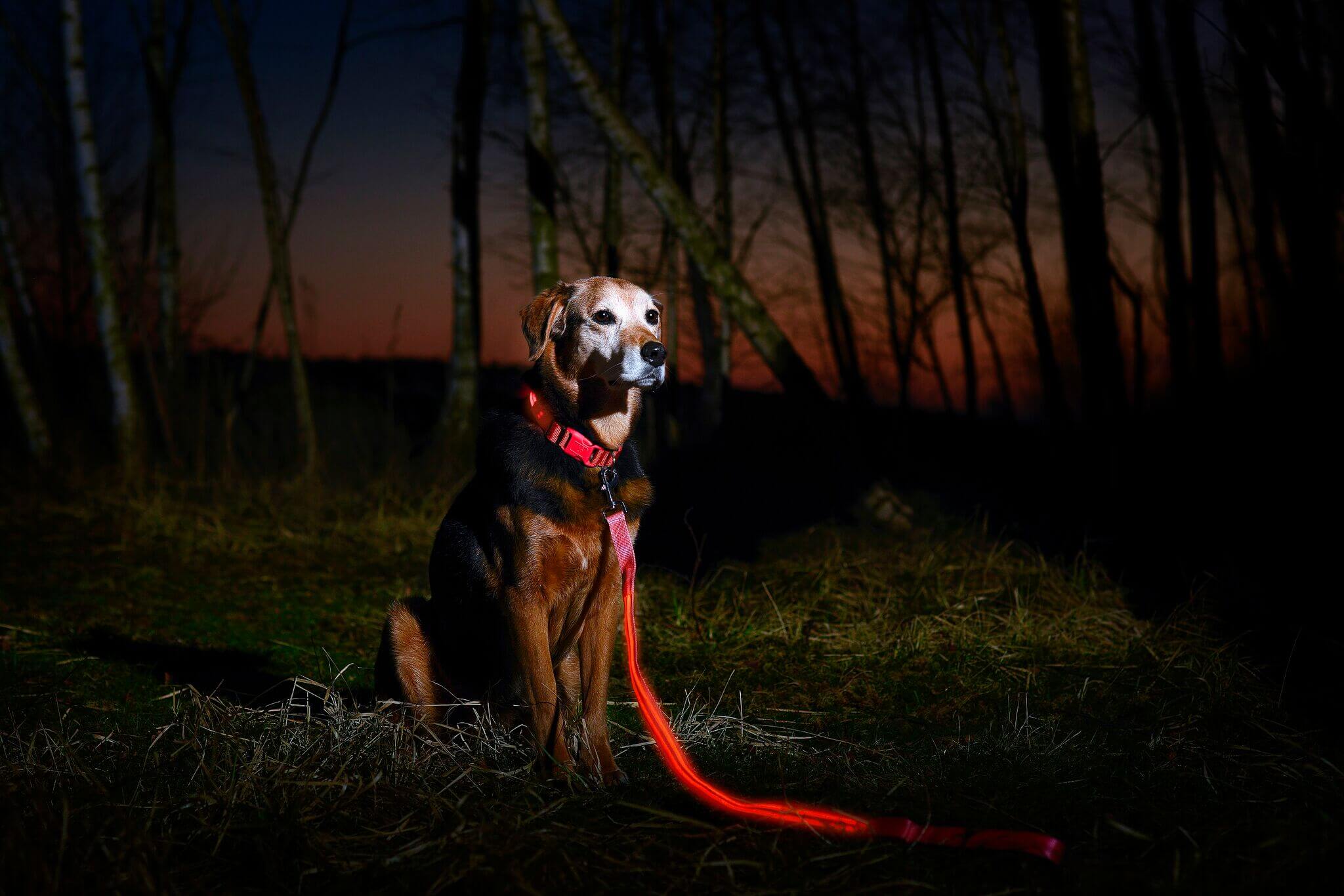  Illuminate Your Dog's Safety with an LED Pet Dog Collar: A Must-Have for Night Walks