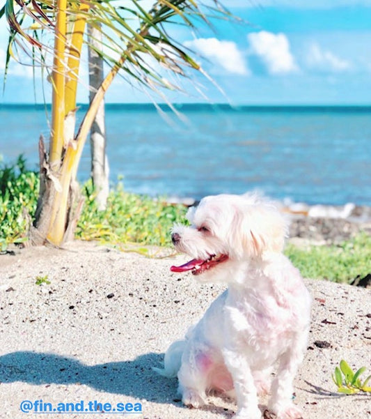  Discover the Best Pet Friendly Condo Myrtle Beach for Your Next Vacation