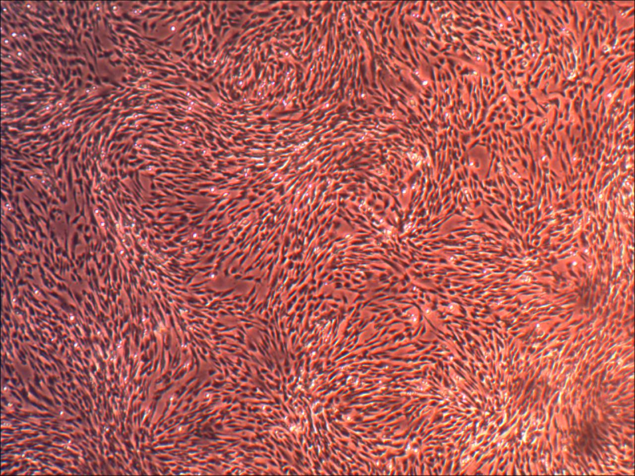 细胞系统人类主动脉内皮细胞（ACBRI 375） 
