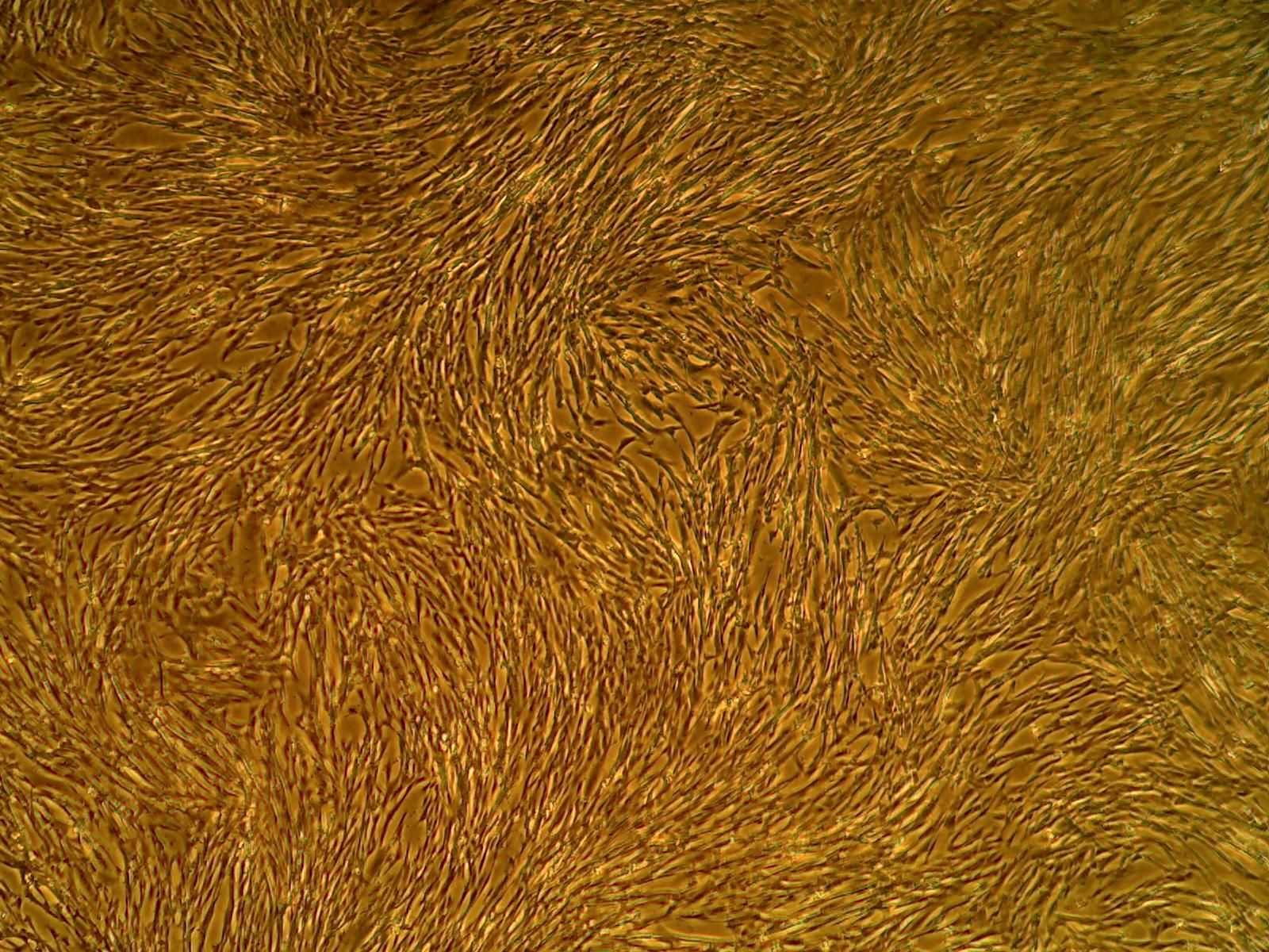 细胞系统人类主动脉内皮细胞（ACBRI 375） 