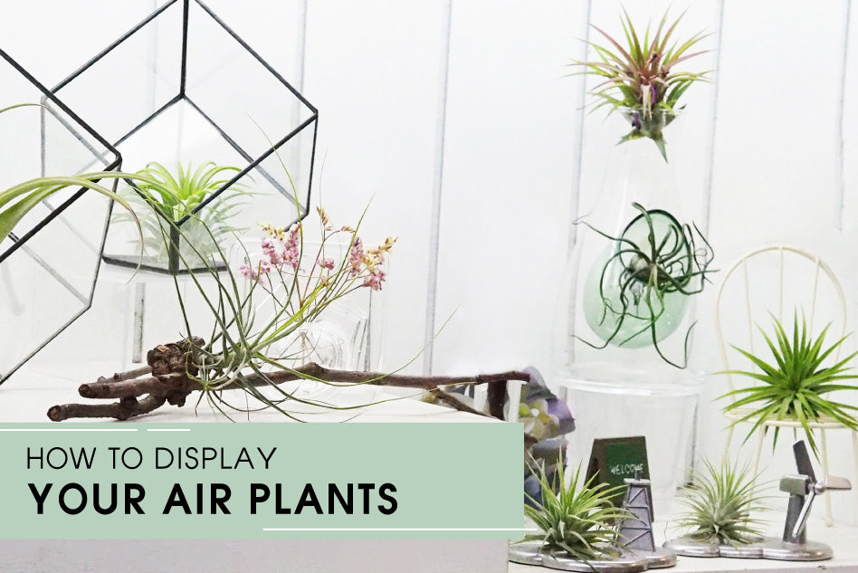 how to display your air plants