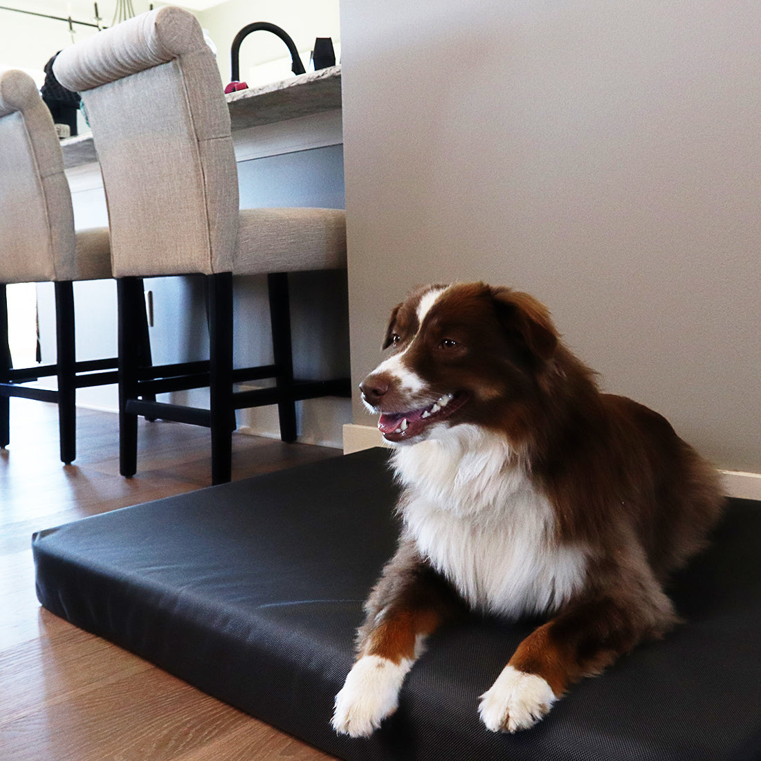 Pet Hotels for Dogs: The Ultimate Escape for Canine Guests