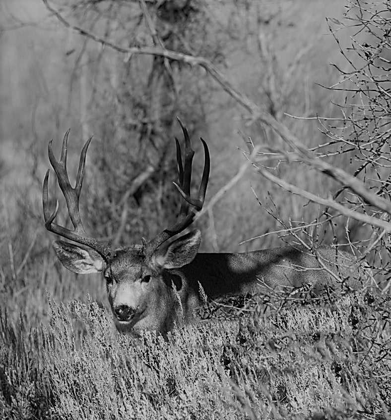  Exploring the Daily Journey of Mule Deer: How Far Do Mule Deer Travel in a Day?