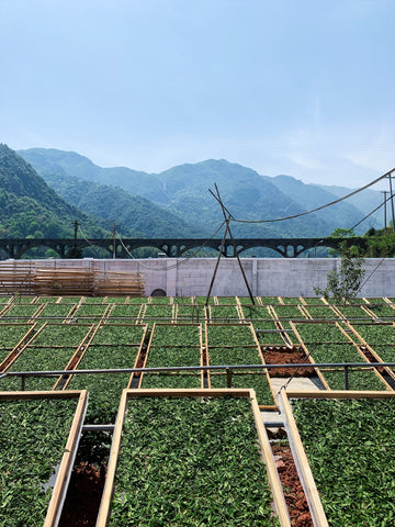 Proper White Tea Production