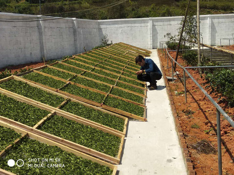 Derek Examining Proper White Tea Production