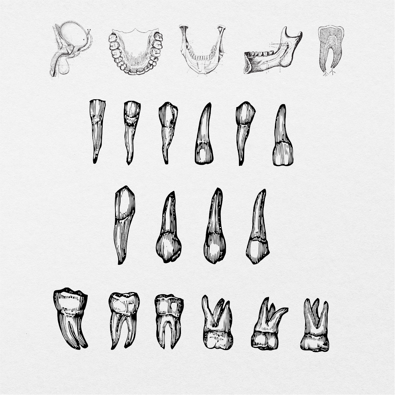 75 Digital Vintage Anatomy Sticker Bundle