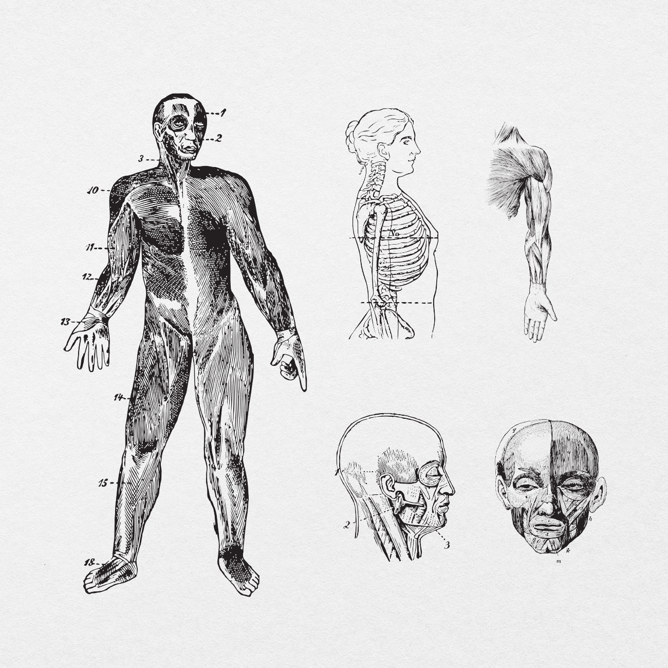 75 Digital Vintage Anatomy Sticker Bundle