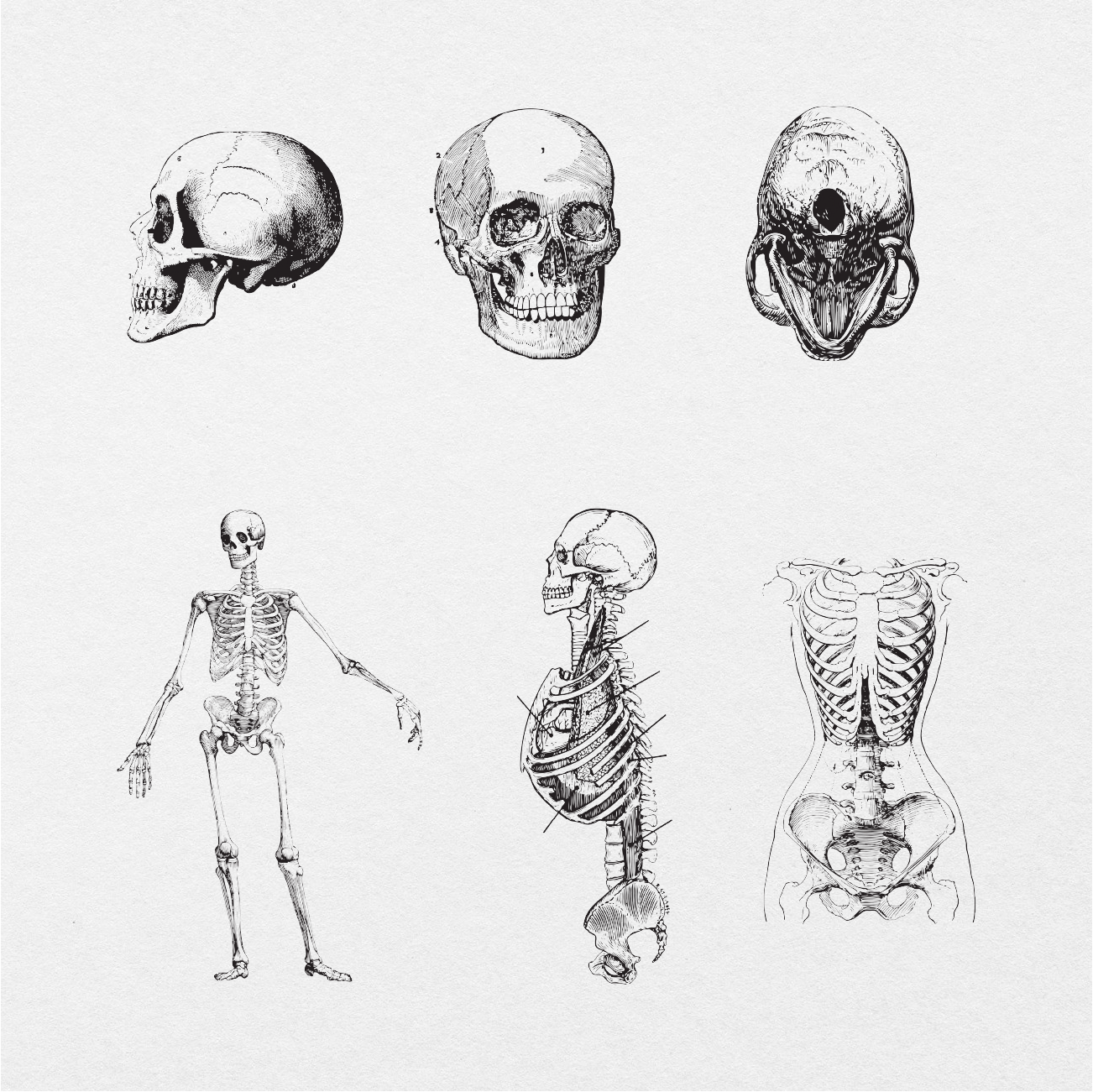 75 Digital Vintage Anatomy Sticker Bundle