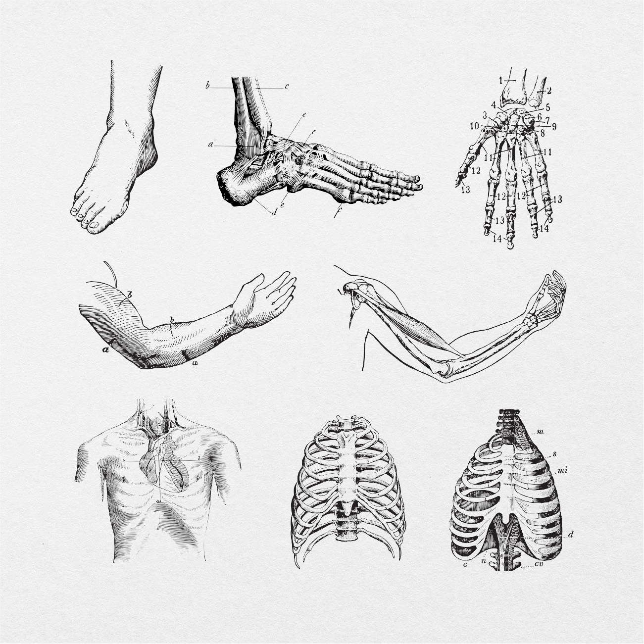 75 Digital Vintage Anatomy Sticker Bundle