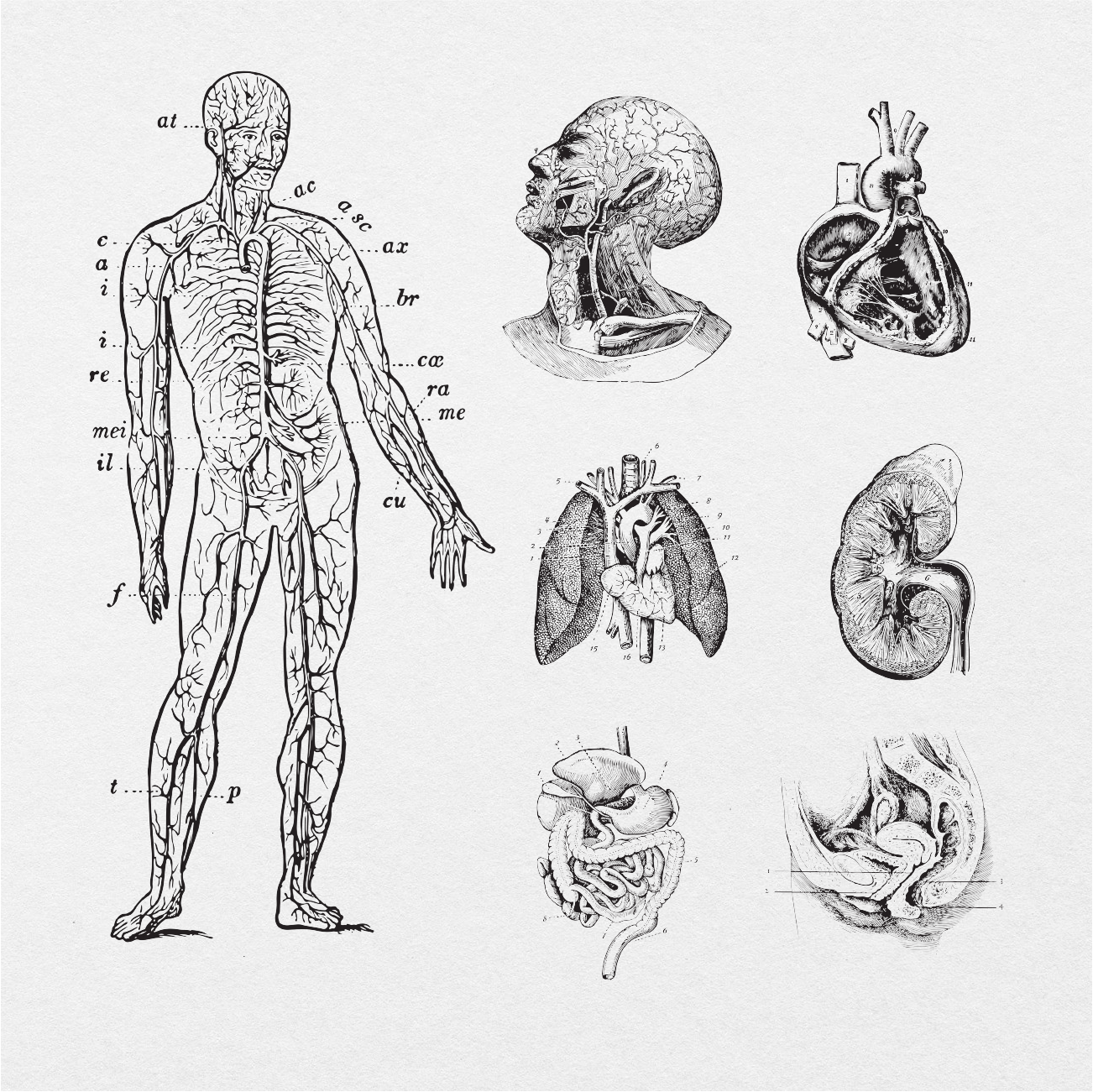 75 Digital Vintage Anatomy Sticker Bundle