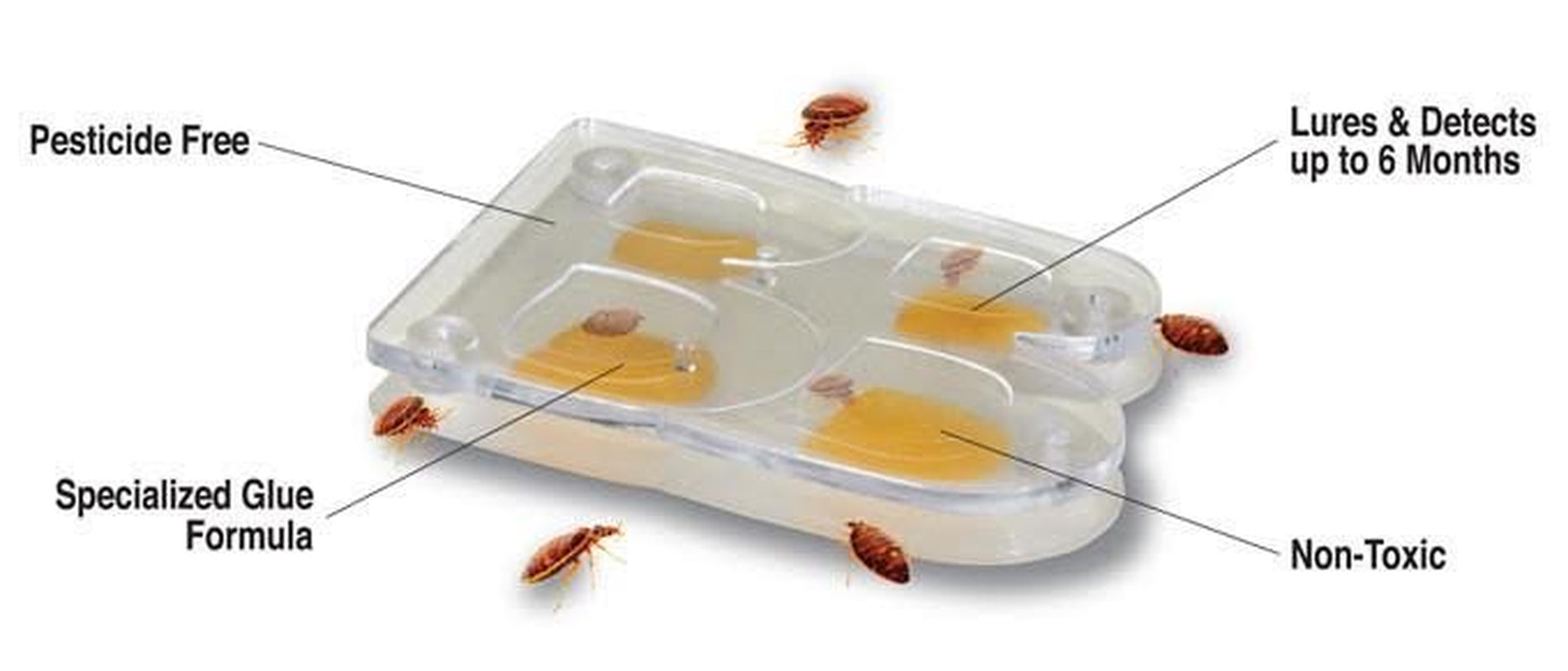 Buggybeds Bed Bug Glue Traps Home, 4 Count