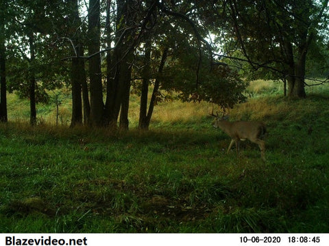 Où positionner sa caméra de chasse BlazeVideo