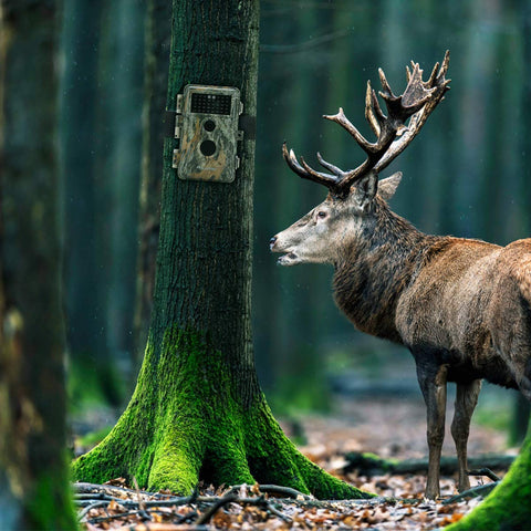 Les meilleurs caméras de chasse en 2021