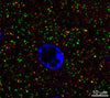 成年小鼠皮层2/3的LRWhite嵌入的70 nm切片的阵列层析免疫荧光分析，带有L113 / 130（绿色），兔mAb PSD-95（Cell Signaling＃3450，红色）和DAPI（蓝色），其中L113 / 130与许多PSD-95点共同定位。 图片由Kristina Micheva（斯坦福大学）提供。