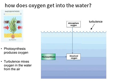 dissolved oxygen