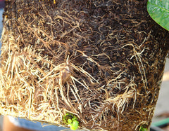 Root rot