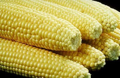 Iochief sweet corn