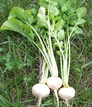 White egg heirloom turnip