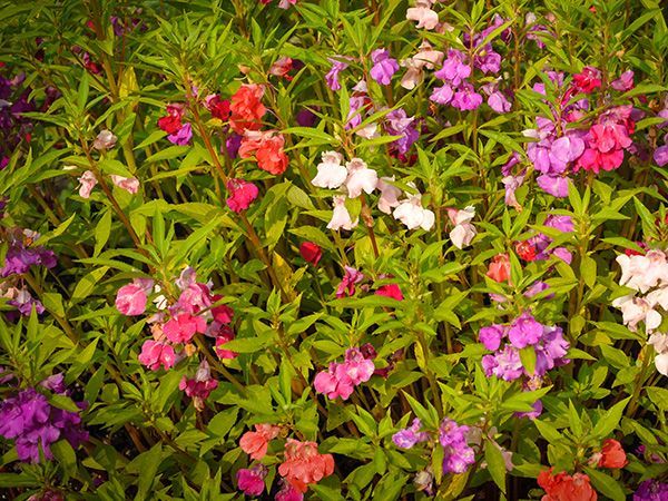 Camilla balsam impatiens mix