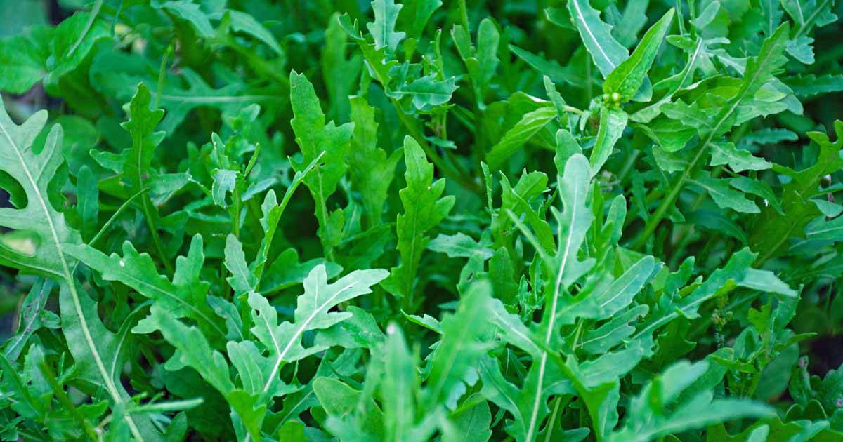 Arugula (the Peppery Green)