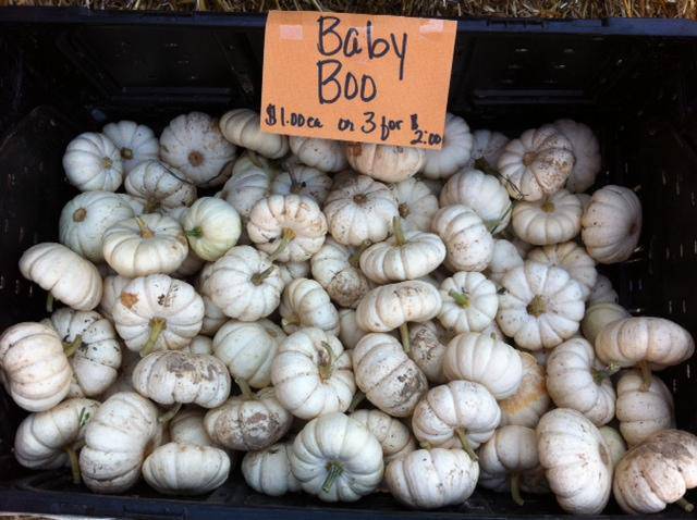 Baby Boo Mini White Pumpkin