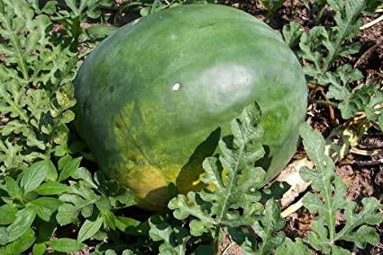 Florida giant watermelon