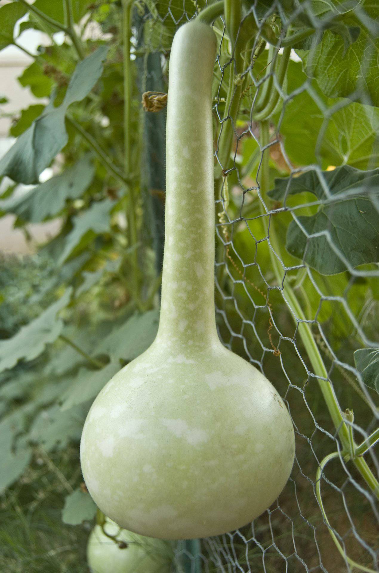 Dipper gourd