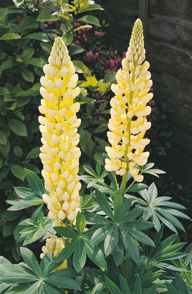 Yellow lupine flower