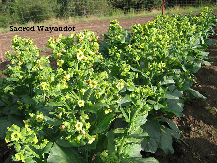 Sacred Wyandot  tobacco