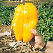 Yellow Monster Bell Pepper