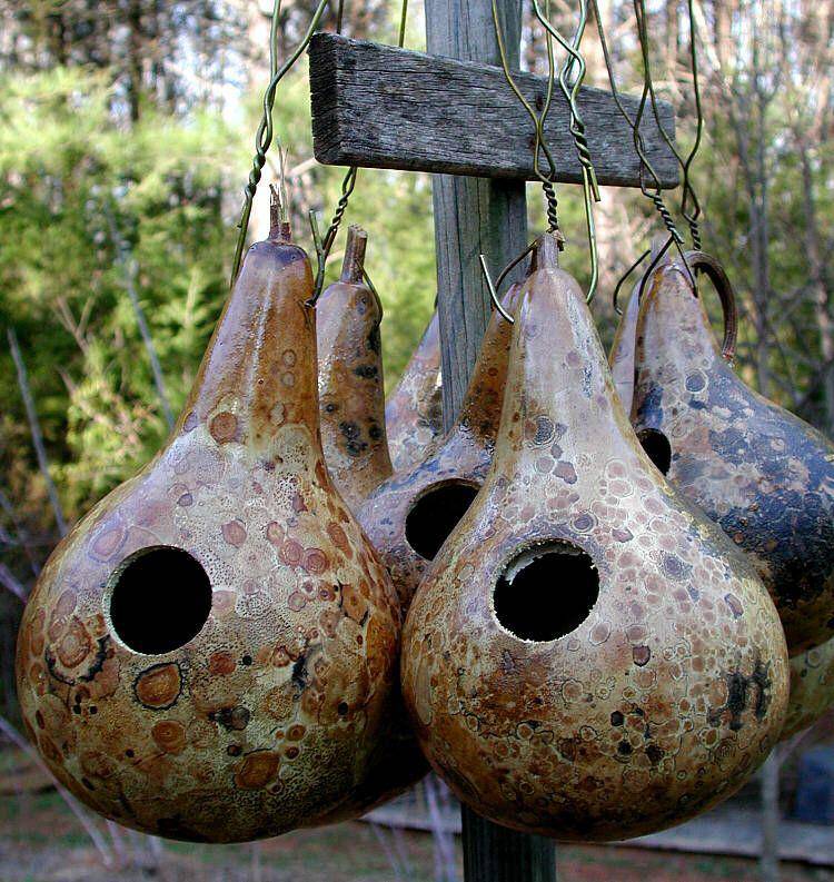 Bird House Gourds