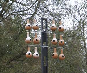 Bird House Gourds